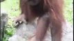 Orangutan Saves Baby Chick from Drowning Caught on Tape!!