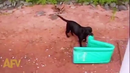 Heroic Dog - AMAZING