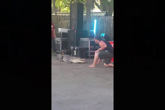 Un homme mordu par un alligator (Texas)