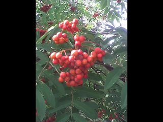 NIRVANA (UK Band) - The Show Must Go On