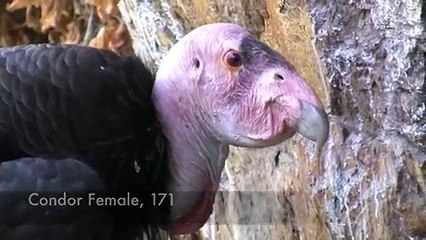 Condor Nest Update