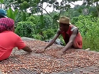 Шоколад в Африке становится всё более желанным