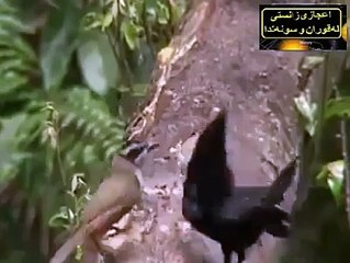 amazing creation of Allah so cute.