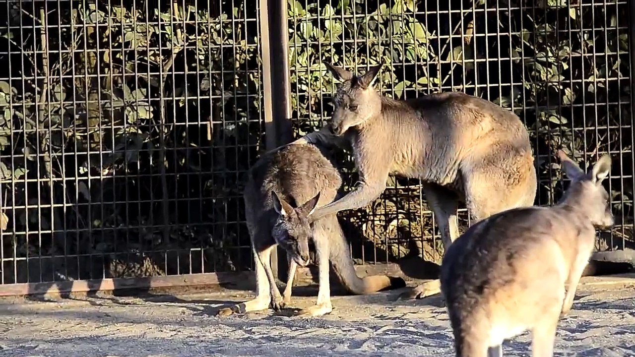 カンガルーの交尾
