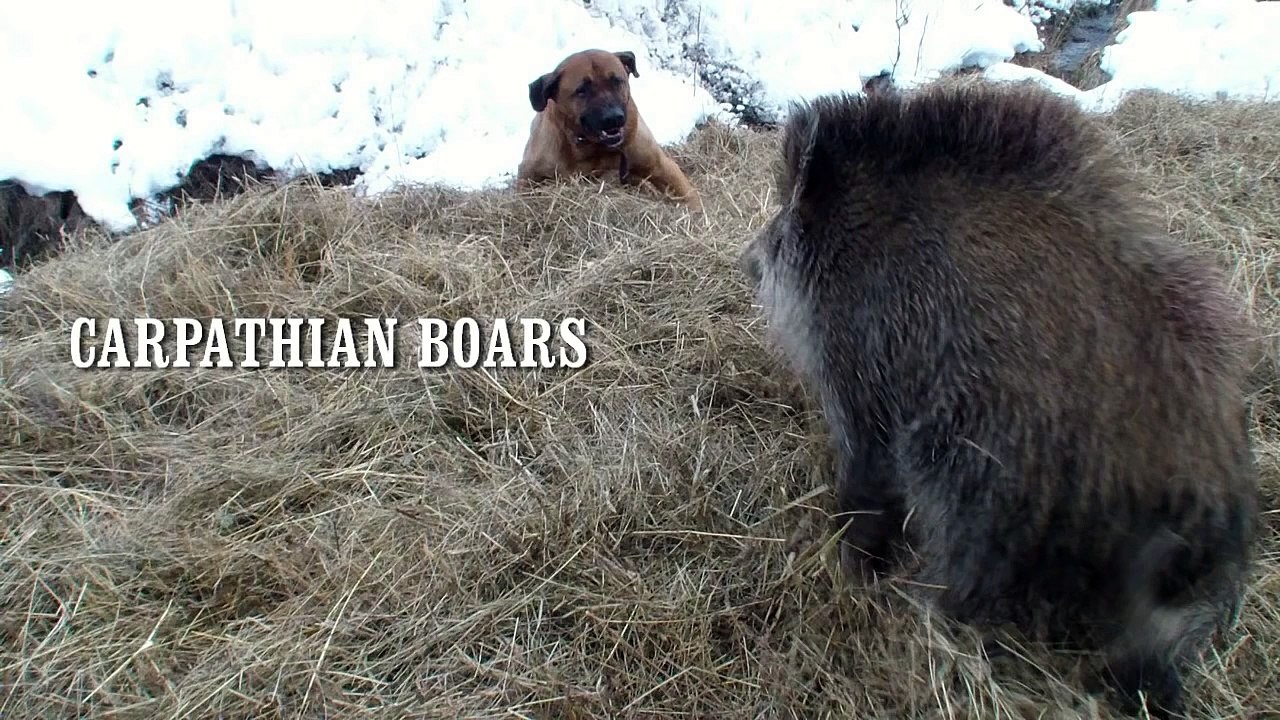 Dog Tosa Inu and Wild Boars