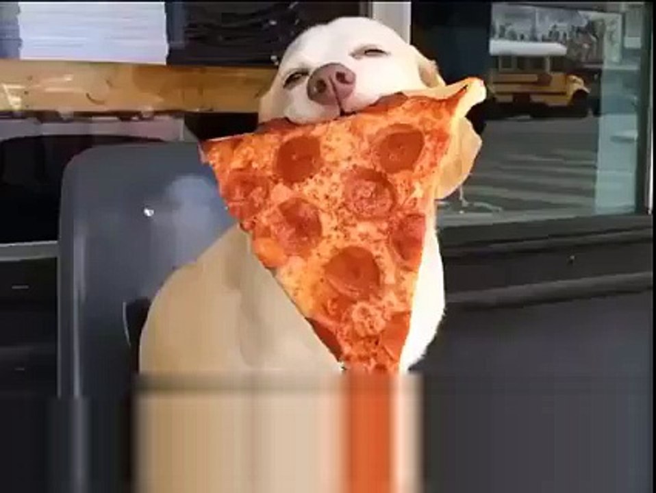 Happiest dog ever