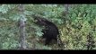 Honey Badger Narrates: The Wildlife of Beautiful Banff, Canada