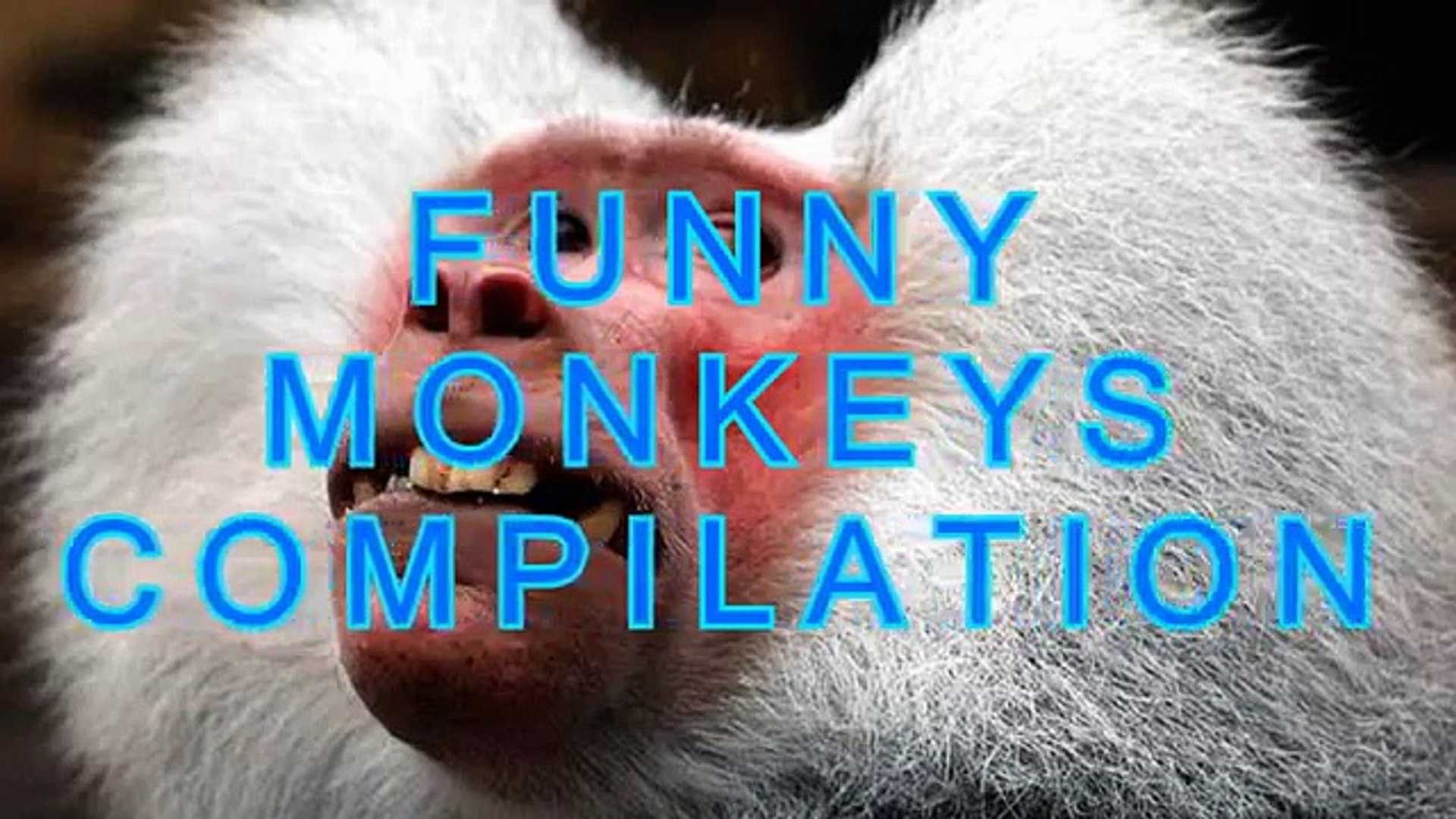 Funny monkeys compilation   Funny animal compilation