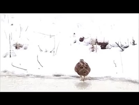 MÜTHİŞ DANS YETENEĞİ İZLEYİN