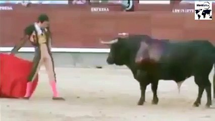 OMG!!! Bull VS Man is man - Video Dailymotion