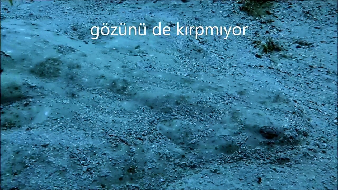 23 Nisan 2015  kaş güvercinlik kemane köpekbaligi