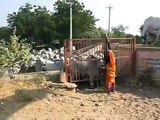 Cattle drive at Asharam Bapu's Goshala near Jaipur, India