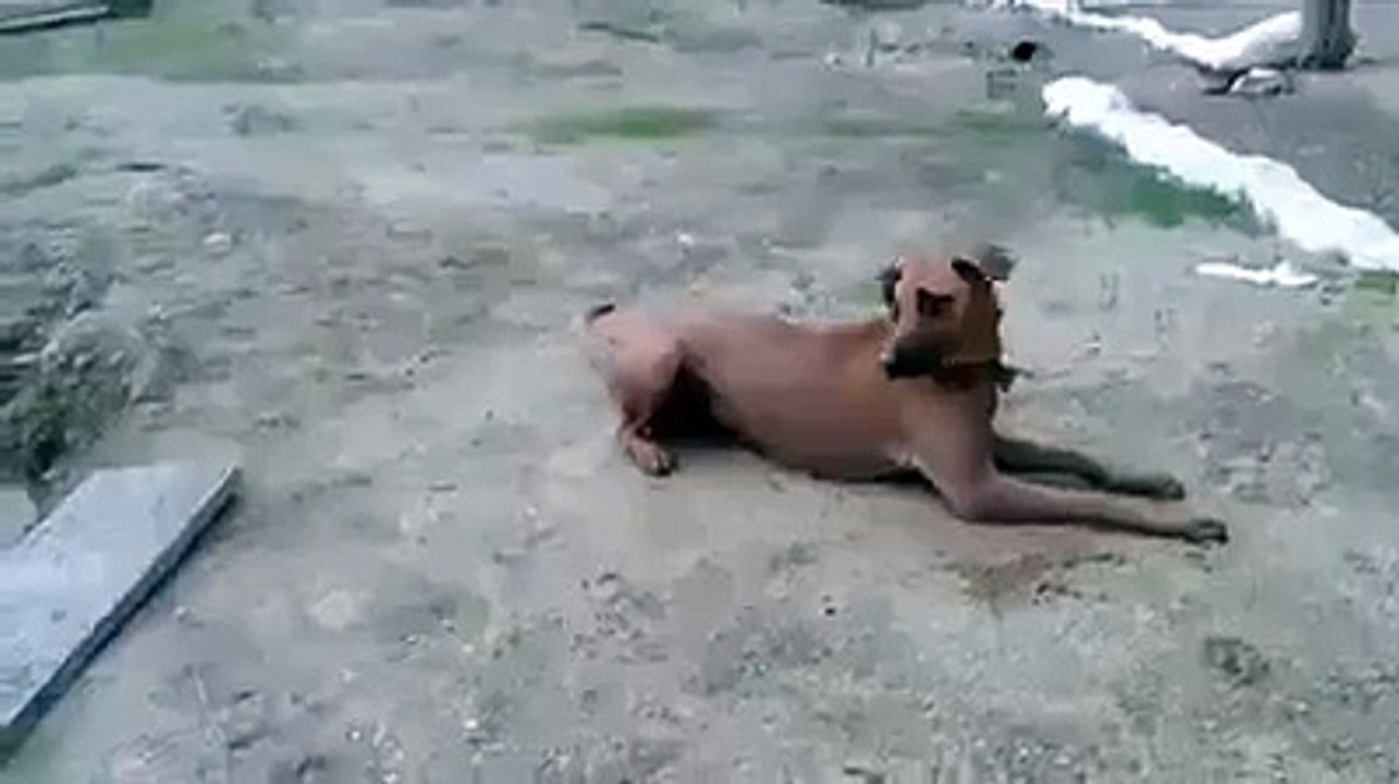 This Dog Will Teach Us Humanity and Generosity!