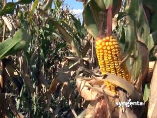 “Dobro seme, dobra hemija i dobar domaćin, daju dobre rezultate” - Syngenta_396_11.04.2015.