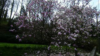 2015 Brest / Jardin botanique / Magnolias