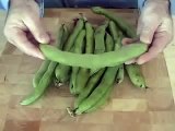 Fava Beans 101