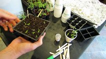 Complete Guide to Starting Tomatoes Indoors: Germination to Transplanting - The Rusted Garden 2013