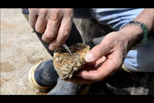 Comment ouvrir une huitres de Marennes-Oléron ?