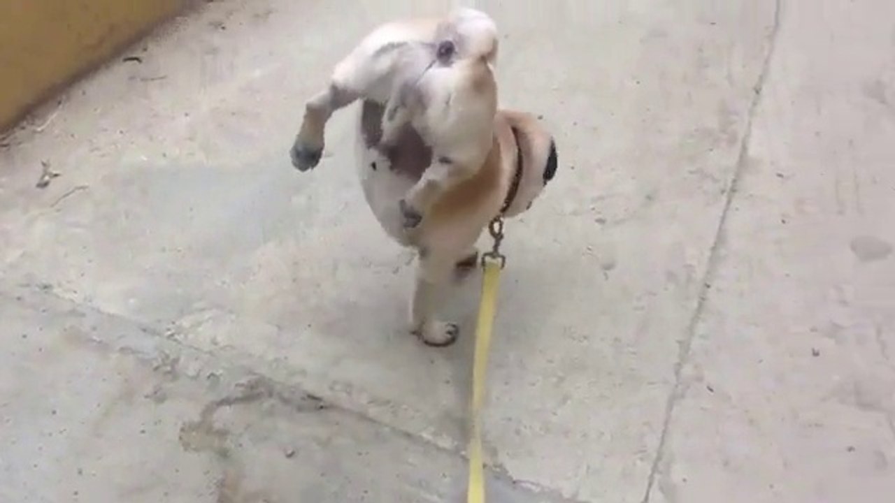Funny Videos: Pug Dog Frankie And His Peculiar Way Of Going To The W.C.