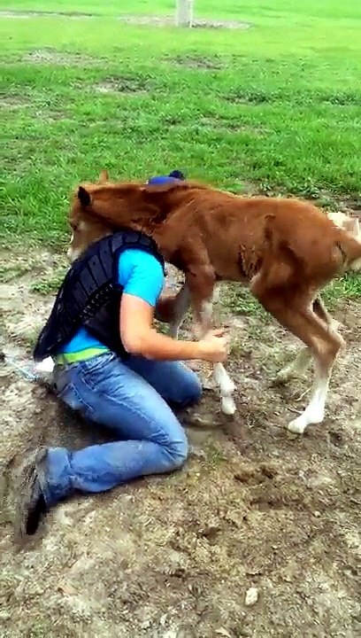 CUTE! Baby Horse Surprises Little Girl With Warm Hug