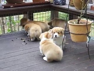 コーギー仔犬の大運動会！
