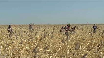 الزراعة التعاقدية في السودان تحقق نجاحاً كبيراً