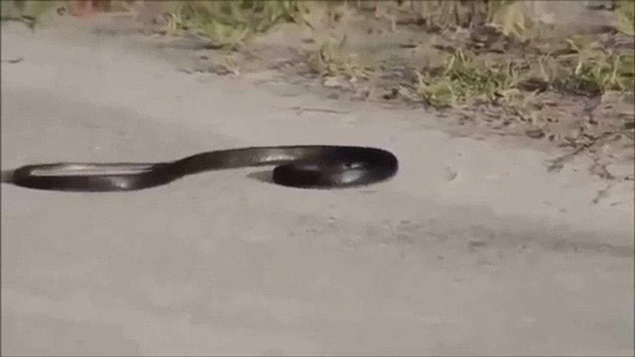 Weird Snake Goes Crazy - Pagal Saanp -