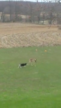 Une biche s'amuse avec un chien