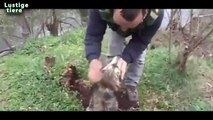 Helden Unseres Jahrhunderts Retten Tiere Compilation 2014 Teil I