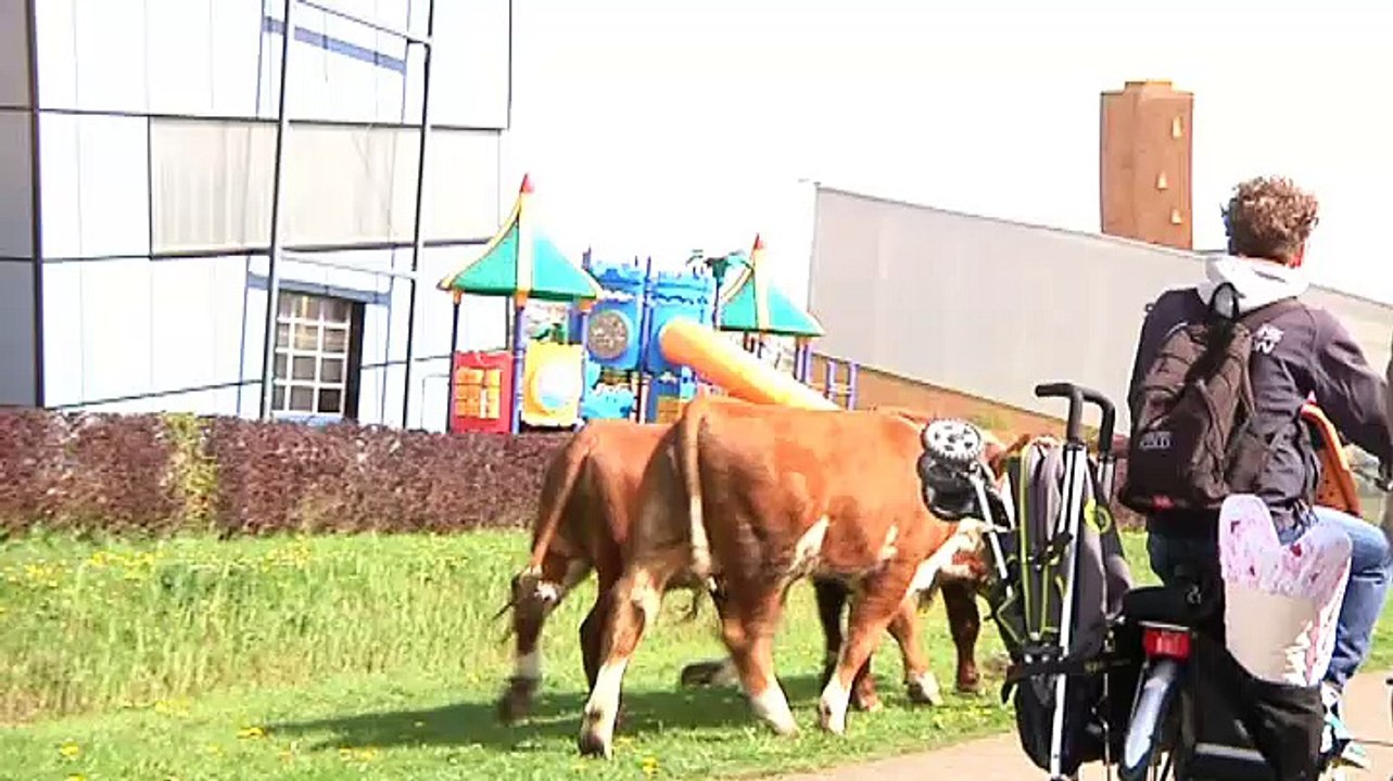 De mensen gingen niet raar doen tegen het vee - RTV Noord