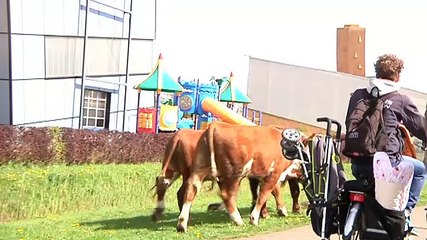 De mensen gingen niet raar doen tegen het vee - RTV Noord