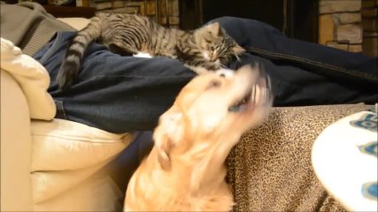Jealous kitten steals attention from dog