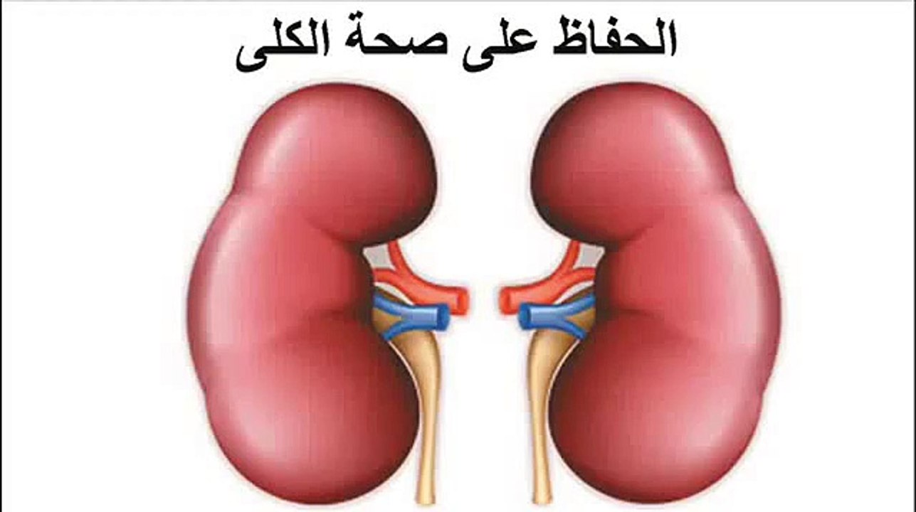 كيفية الحفاظ على صحة الكلى طريقة الحفاظ على صحة كليتيك