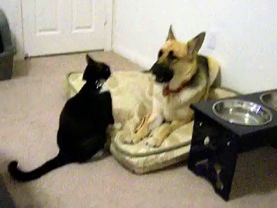 Funny Crazy Cat Attack Dog - CRAZY