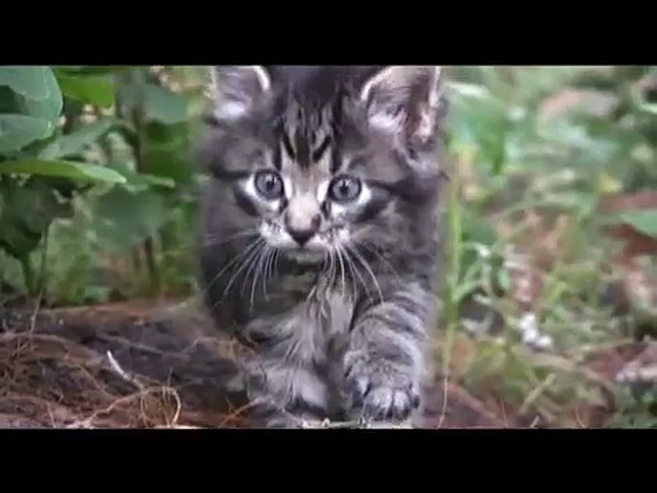 Cutest Kitten You'll Ever See!