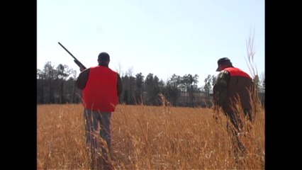 Quail Hunt at White Farm Hunting Preserve