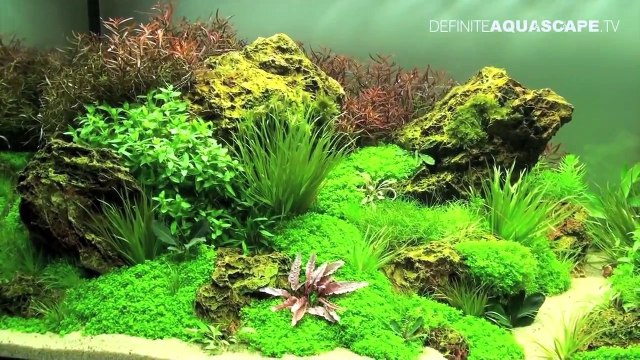 Aquascaping - The Art of the Planted Aquarium 2012 XL compilation
