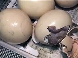 See an Ostrich Egg Hatch Video