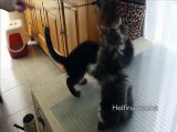 Chatons maine Coons Helfina Coons