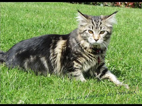 Chatons maine Coons Helfina Coons