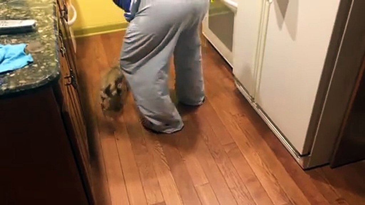 Dog Hates to Eat Alone _ Table for Two