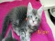 Chatons maine Coons 7 semaines (helfina coons)