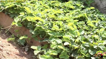 Coltivare le fragole