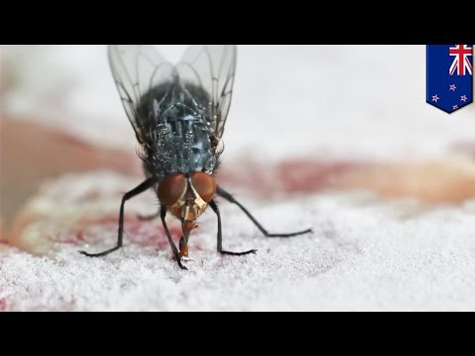Karma : une mouche se colle la langue sur un steak congelé en Nouvelle-Zélande
