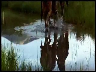 The Horse Whisperer - Video&Music