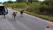 Wild Dog gets Confused with his Reflection in the Car - Latest Wildlife Sightings