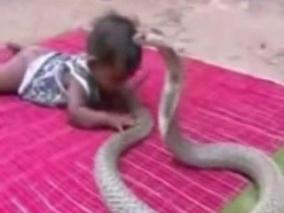 World Best Funny Amazing Animals show comedy Videos