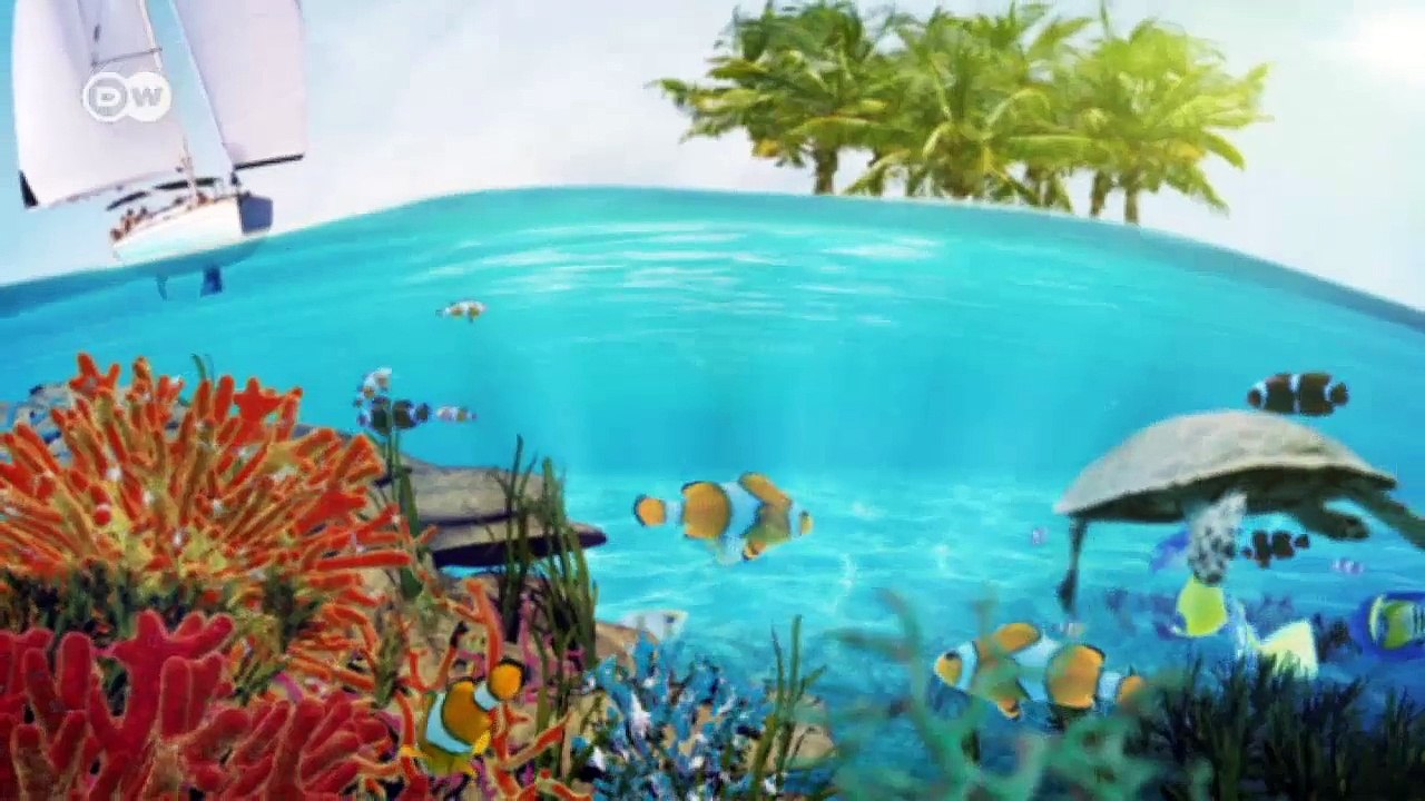 Brasilien: papageifisch als riffschützer | global 3000