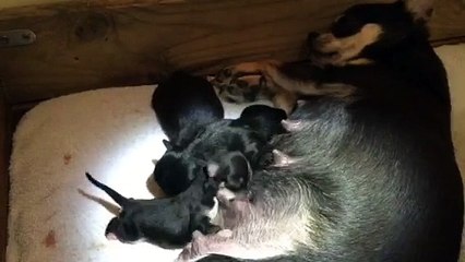 Chihuahua miniature entrain de téter