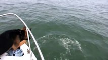 شاهد كيف حاول هذا الكلب صيادة دلفين وسط البحر